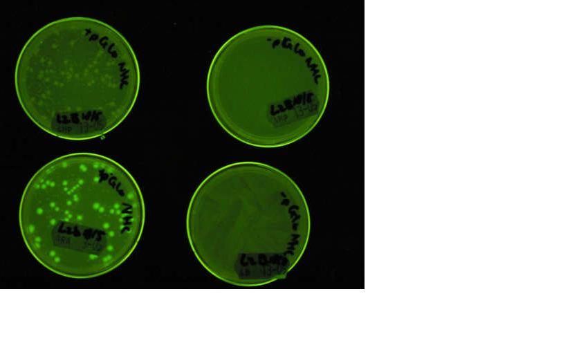 groene bacterien.jpg